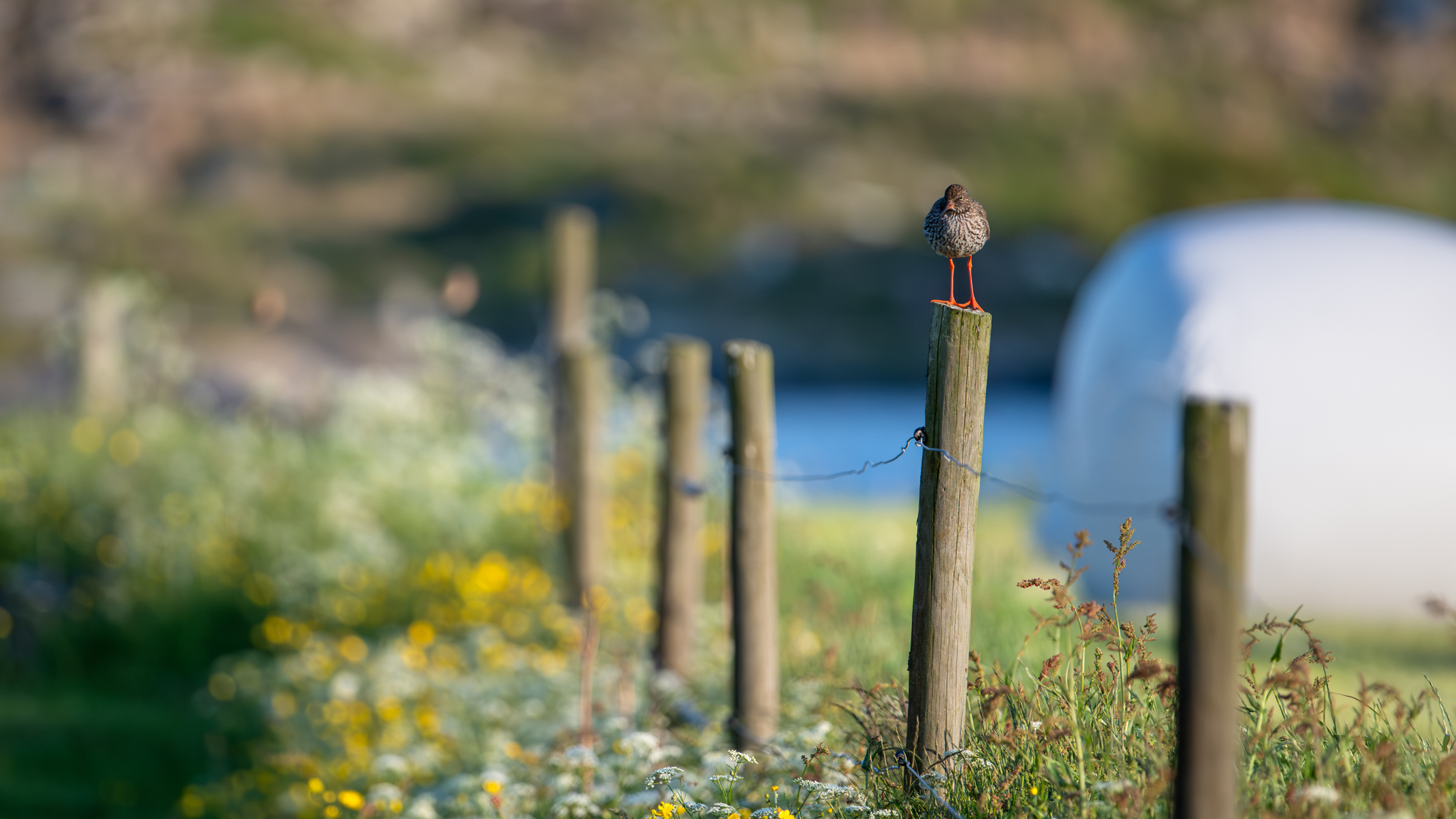 Red shank with flowers