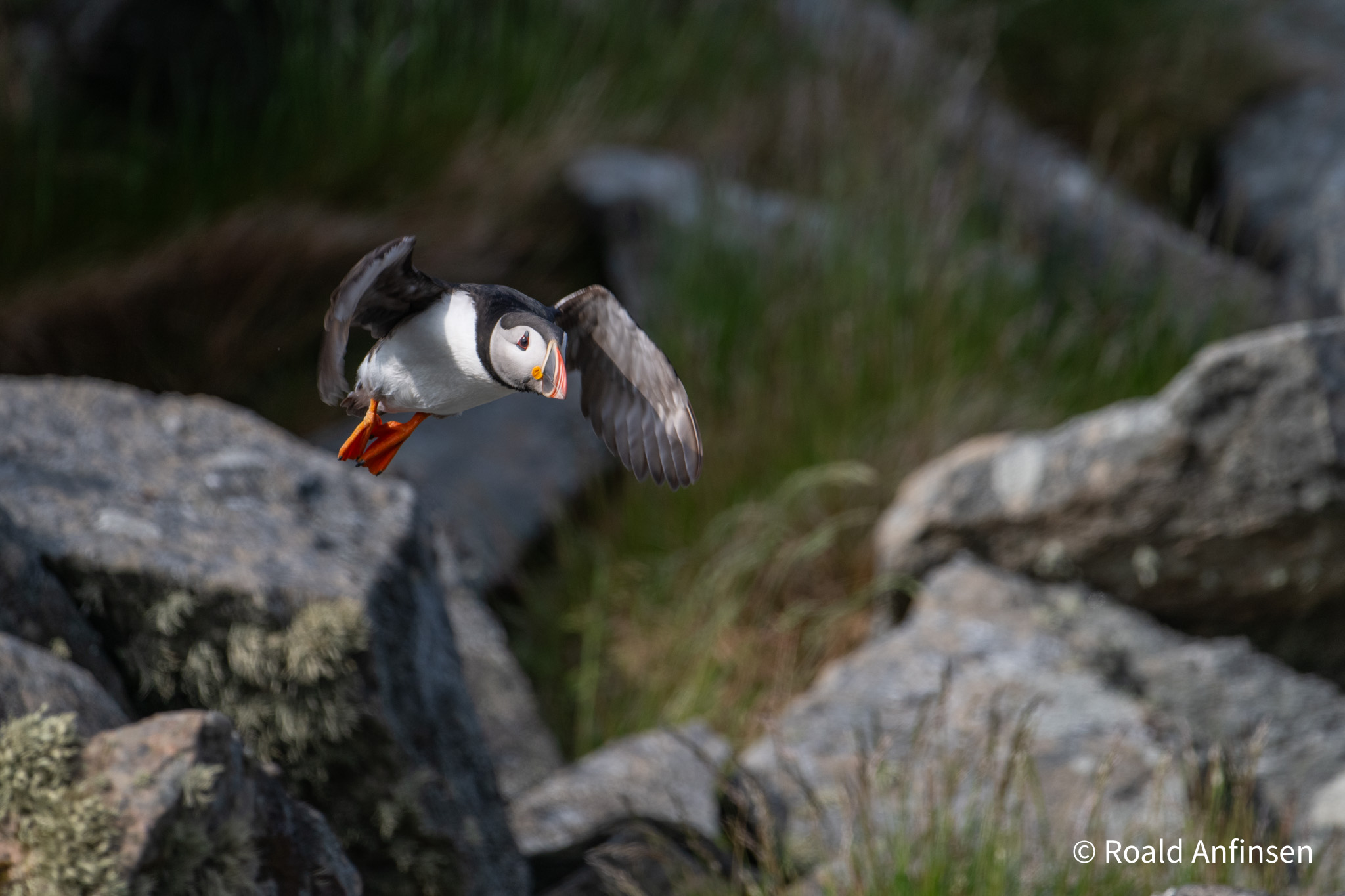 A puffin in take off